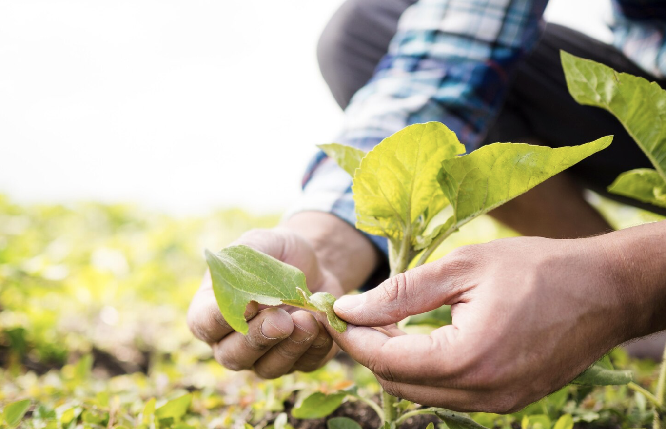 Papel do cooperativismo na sustentabilidade agrícola será tema na COP29