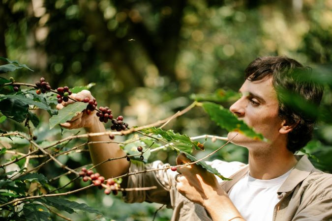 Coocafé aumenta resultado de cooperados com capacitação e assistência técnica